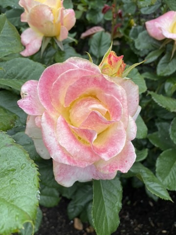 Pink rose